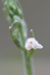 <i>Goodyera repens</i>