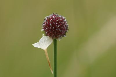 <i>Allium vineale</i>