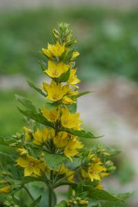 <i>Lysimachia vulgaris</i>