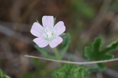 <i>Malva setigera</i>