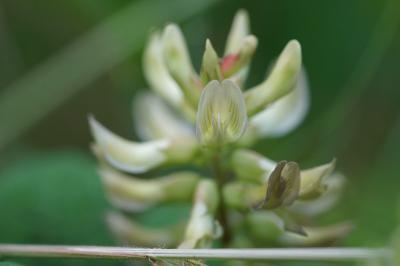 <i>Astragalus glycyphyllos</i>