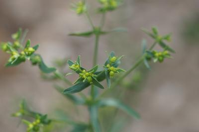 <i>Euphorbia exigua</i>