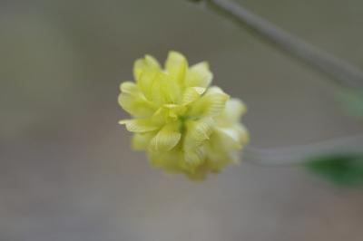 <i>Trifolium campestre</i>