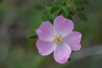 <i>Rosa rubiginosa</i>