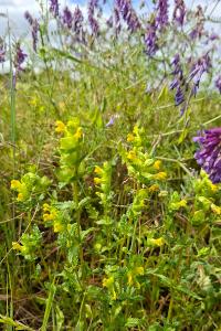 <i>Rhinanthus minor</i>