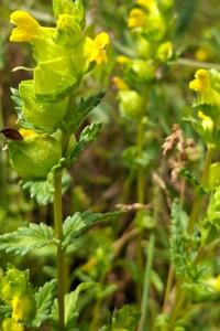 <i>Rhinanthus minor</i>