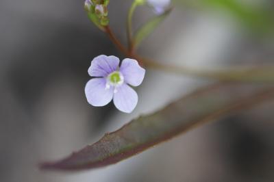 <i>Veronica scutellata</i>