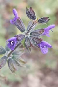 <i>Salvia verbenaca</i>