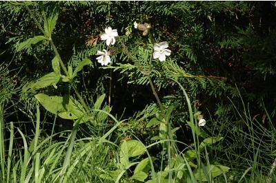 <i>Silene latifolia</i>