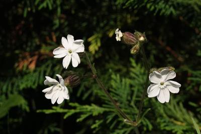 <i>Silene latifolia</i>