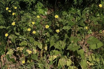 <i>Lapsana communis</i>