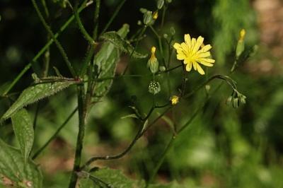<i>Lapsana communis</i>