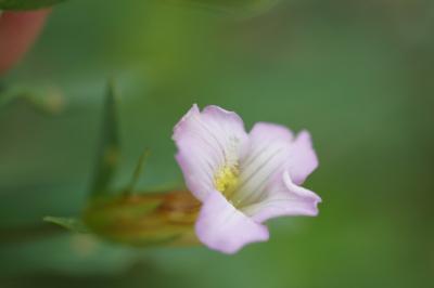 <i>Gratiola officinalis</i>