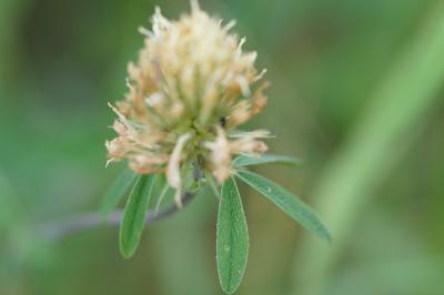 <i>Trifolium ochroleucon</i>