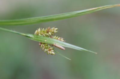 <i>Carex pallescens</i>