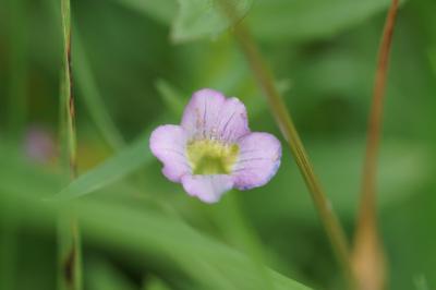 <i>Gratiola officinalis</i>