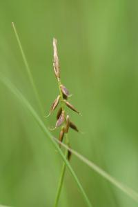 <i>Carex pulicaris</i>
