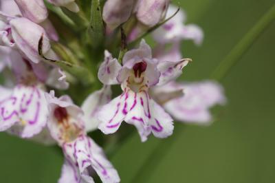 <i>Dactylorhiza fuchsii</i>