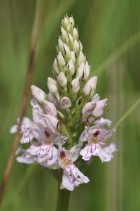 <i>Dactylorhiza fuchsii</i>