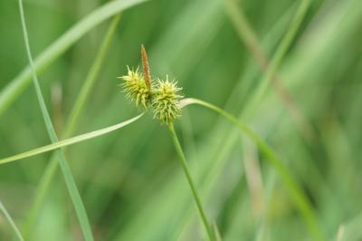 <i>Carex flava</i>