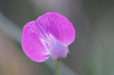 <i>Lathyrus hirsutus</i>