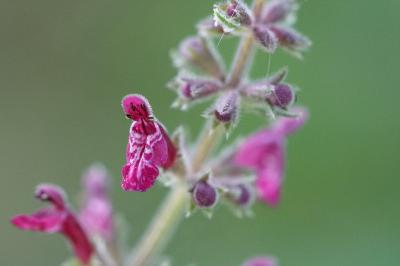 <i>Stachys sylvatica</i>