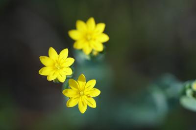 <i>Blackstonia perfoliata</i>