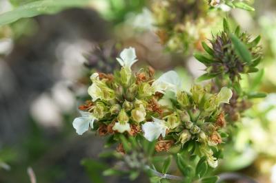 <i>Teucrium montanum</i>