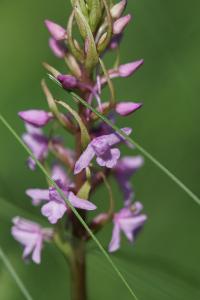 <i>Gymnadenia conopsea</i>