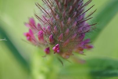 <i>Trifolium rubens</i>