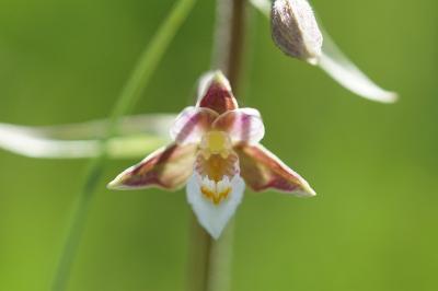 <i>Epipactis palustris</i>