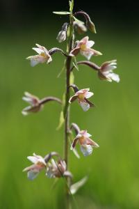 <i>Epipactis palustris</i>
