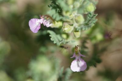 <i>Teucrium botrys</i>