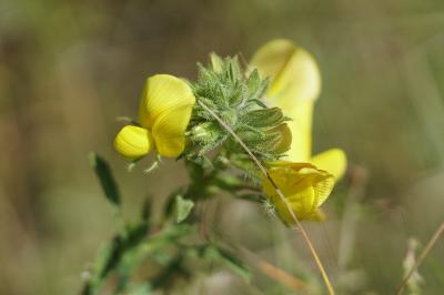 <i>Ononis natrix</i>