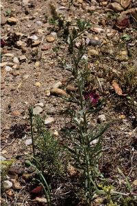 <i>Gamochaeta antillana</i>