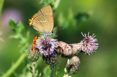 <i>Cirsium arvense</i>