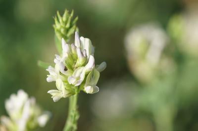 <i>Medicago sativa subsp. falcata</i>