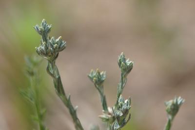 <i>Logfia minima</i>