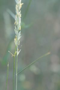 <i>Elytrigia repens</i>