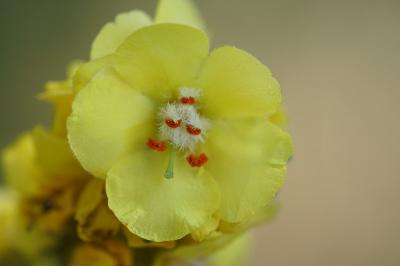 <i>Verbascum thapsus</i>