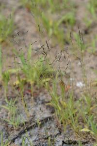 <i>Eragrostis pectinacea</i>