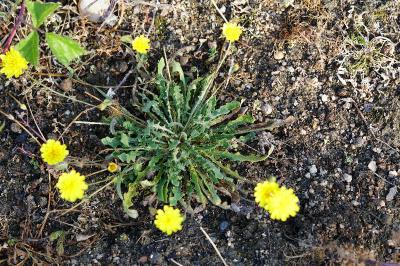 <i>Leontodon saxatilis</i>