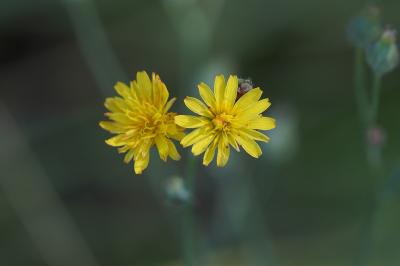 <i>Crepis capillaris</i>