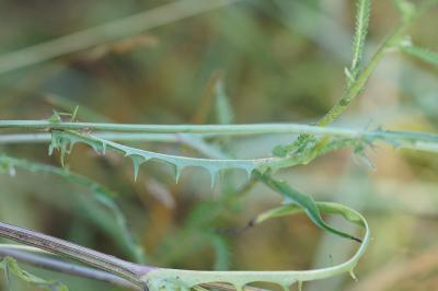 <i>Crepis capillaris</i>