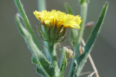 <i>Picris hieracioides</i>