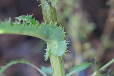 <i>Sonchus asper</i>