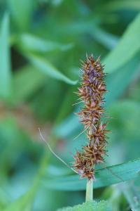 <i>Carex otrubae</i>