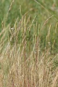 <i>Phleum phleoides</i>