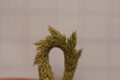 <i>Phleum phleoides</i>