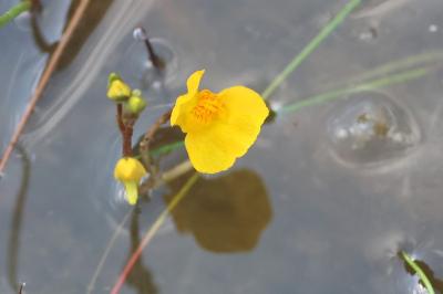 <i>Utricularia neglecta</i>